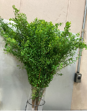 将图片加载到图库查看器，Spiraea thunbergii Green   90cm 115yen/pcs 100pcs
