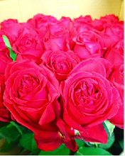 將圖片載入圖庫檢視器 Rosa &quot;Red Elegance&quot;  60cm  125yen/pcs (FOB)    60pcs
