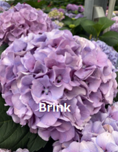 Load image into Gallery viewer, Hydrangea 50cm (Head size 20cm) 875yen/pcs(FOB)  16pcs
