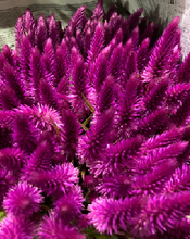 Load image into Gallery viewer, Celosia argentea  60cm 200pcs @65yen(FOB)
