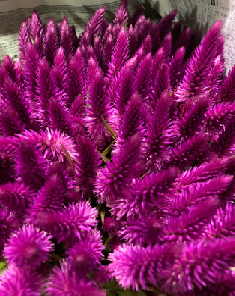 Celosia argentea  60cm 200pcs @65yen(FOB)