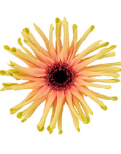 Load image into Gallery viewer, Gerbera Big form Hainan 50cm 180pcs @165yen(FOB)
