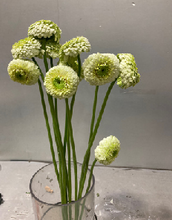 Load image into Gallery viewer, Gerbera form Hainan 50cm 300pcs @100yen(FOB)
