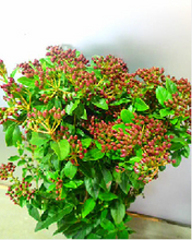 이미지를 갤러리 뷰어에 로드 , Viburnum tinus (Red Berry)  80cm  750yen/pcs(FOB)   20pcs
