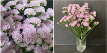Load image into Gallery viewer, Limonium sinuatum  60cm 5-6Flowers  100pcs @150yen(FOB)
