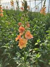 이미지를 갤러리 뷰어에 로드 , Antirrhinum majus　EX 100cm 250yen/pcs(FOB)  30pcs
