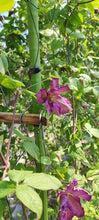 将图片加载到图库查看器，Clematis &quot;Tentel&quot; 70cm 8F  475yen(FOB)/pcs  40pcs
