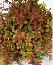 将图片加载到图库查看器，Hypericum Autumn color (natural) 90cm 275yen/pcs 50pcs
