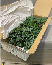 Load image into Gallery viewer, Cupressus arizonica &#39;Blue Bird&#39; 60cm 120pcs @250yen(FOB)
