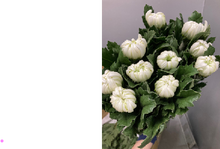 Load image into Gallery viewer, Chrysanthemum morifolium Ringiku   90cm 100pcs 115@yen(FOB)
