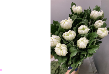 Chrysanthemum morifolium Ringiku   90cm 100pcs 115@yen(FOB)