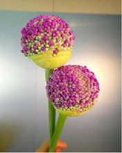 이미지를 갤러리 뷰어에 로드 , Allium giganteum 80cm 150yen/pcs(FOB)  100pcs
