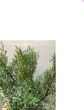 Load image into Gallery viewer, Cupressus arizonica &#39;Blue Ice&#39; 60cm 120pcs @150yen(FOB)

