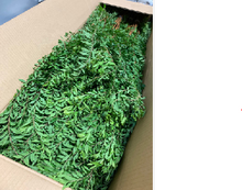 将图片加载到图库查看器，Spiraea thunbergii Green   90cm 115yen/pcs 100pcs
