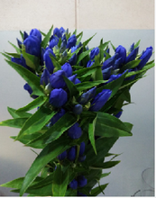 将图片加载到图库查看器，Gentiana scabra Blue 80cm 100yen/pcs 100pcs
