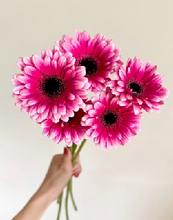 Load image into Gallery viewer, Gerbera form Matsushita Engei 40-50cm 300pcs @100yen(FOB)
