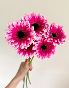 Gerbera form Matsushita Engei 40-50cm 300pcs @100yen(FOB)