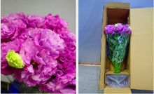 Load image into Gallery viewer, Eustoma 60cm 500yen/pcs 80pcs
