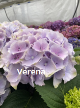 Load image into Gallery viewer, Hydrangea 50cm (Head size 20cm) 875yen/pcs(FOB)  16pcs
