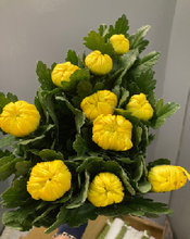 Load image into Gallery viewer, Chrysanthemum morifolium Ringiku   90cm 100pcs 115@yen(FOB)
