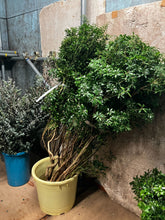 이미지를 갤러리 뷰어에 로드 , Pieris japonica 120cm 60pcs @525yen(FOB)

