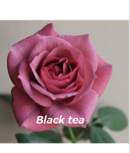 Load image into Gallery viewer, Rosa &quot;Ochi Imabari&quot; 60cm 30pcs by color @340yen(FOB)
