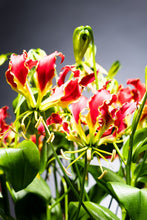 Load image into Gallery viewer, Gloriosa &#39;Southern Wind&#39;  (Normal) 80cm 315yen/pcs 50pcs
