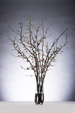 이미지를 갤러리 뷰어에 로드 , CNY/LNY2025 Chaenomeles speciosa &#39;Akane&#39; 120cm 200yen/pcs 100pcs
