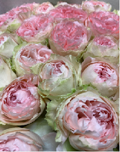 Load image into Gallery viewer, Rose &quot;Heguri rose&quot; 60cm 200pcs @190yen(FOB/pcs)
