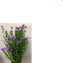 Load image into Gallery viewer, Aster hybrids purple double petal 80-90cm 100pcs @175yen(FOB)
