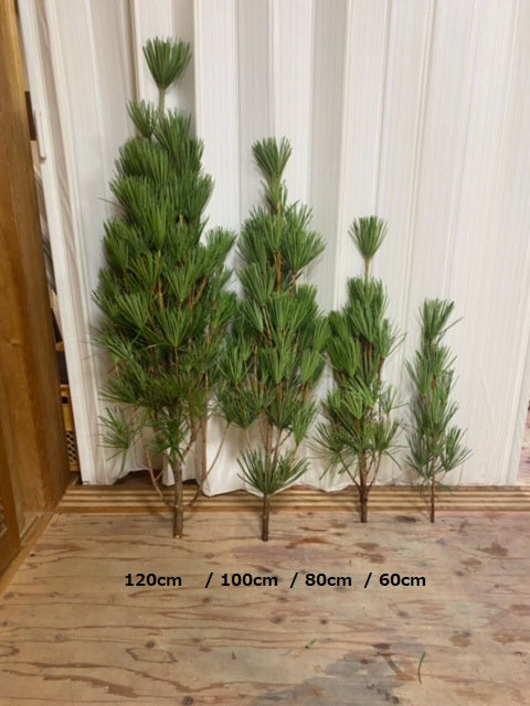 Sciadopitys verticillata 80cm 1125yen/pcs  40pcs