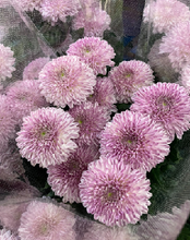 Load image into Gallery viewer, Chrysanthemum morifolium  80cm 120pcs 100yen(FOB)
