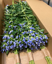 Load image into Gallery viewer, Gentiana scabra &#39;Pastelbell&#39;  70cm 4F 150yen/pcs 100pcs
