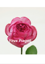 Load image into Gallery viewer, Rosa &quot;Ochi Imabari&quot; 60cm 30pcs by color @340yen(FOB)
