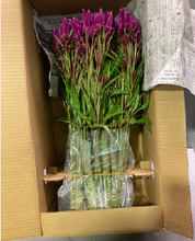 Load image into Gallery viewer, Celosia argentea  60cm 200pcs @65yen(FOB)
