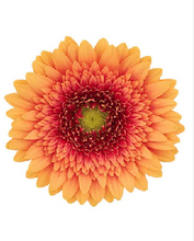 Load image into Gallery viewer, Gerbera form Hainan 50cm 300pcs @100yen(FOB)
