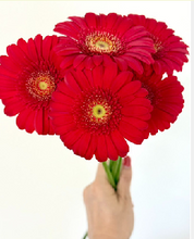 Load image into Gallery viewer, Gerbera form Matsushita Engei 40-50cm 300pcs @100yen(FOB)
