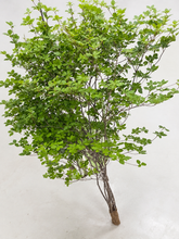 이미지를 갤러리 뷰어에 로드 , Enkianthus perulatus 140cm  820yen/pcs(FOB)  60pcs
