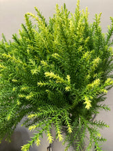 이미지를 갤러리 뷰어에 로드 , Chamaecyparis obtusa cv. Plumosa 70cm 225yen(FOB)/pcs  40pcs
