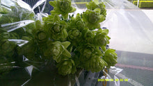 将图片加载到图库查看器，Lilium maculatum "Noble Lily AIKA" 60cm-70cm 4Flowers 625yen(FOB) /pcs  40pcs
