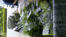 将图片加载到图库查看器，Lilium maculatum "Noble Lily AIKA" 60cm-70cm 4Flowers 625yen(FOB) /pcs  40pcs
