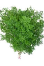 이미지를 갤러리 뷰어에 로드 , Asparagus myriocladus 80cm 300yen/pcs(FOB)  30pcs
