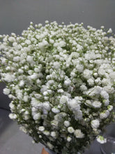 이미지를 갤러리 뷰어에 로드 , Gypsophila elegans 70cm 190yen/pcs(FOB) 160pcs
