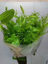 Load image into Gallery viewer, Stemona japonica 60cm 165yen/pcs 100pcs
