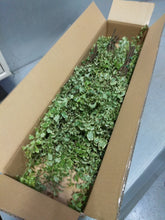 이미지를 갤러리 뷰어에 로드 , Pittosporum 80cm 250yen/pcs (FOB)  40pcs
