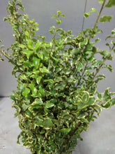이미지를 갤러리 뷰어에 로드 , Pittosporum 80cm 250yen/pcs (FOB)  40pcs
