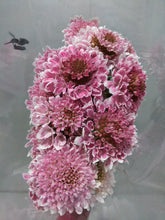 이미지를 갤러리 뷰어에 로드 , Scabiosa 50-55cm 75yen/pcs(FOB)  200pcs
