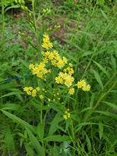 이미지를 갤러리 뷰어에 로드 , Solidaster luteus 80cm 100yen/pcs(FOB) 100pcs

