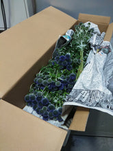 이미지를 갤러리 뷰어에 로드 , Echinops ritro 90cm 315yen/pcs(FOB)  40pcs
