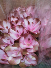 이미지를 갤러리 뷰어에 로드 , Curcuma  40-60cm 250yen/pcs 90pcs
